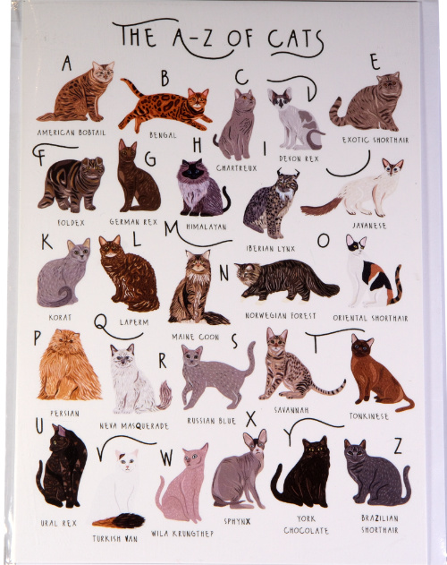 Cats